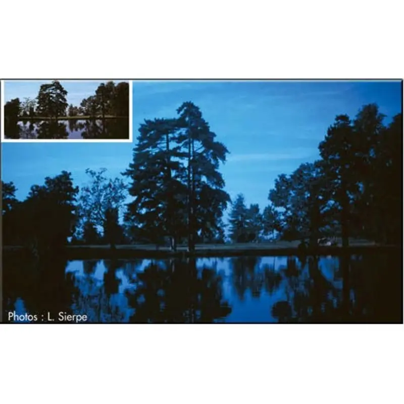 Cokin P021 80B Color Conversion Resin Filter